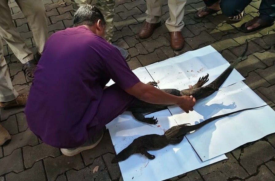 ಉಡ ಬೇಟೆಯಾಡಿ ಜೈಲು ಸೇರಿದ ತಂದೆ-ಮಗ! — photo 1