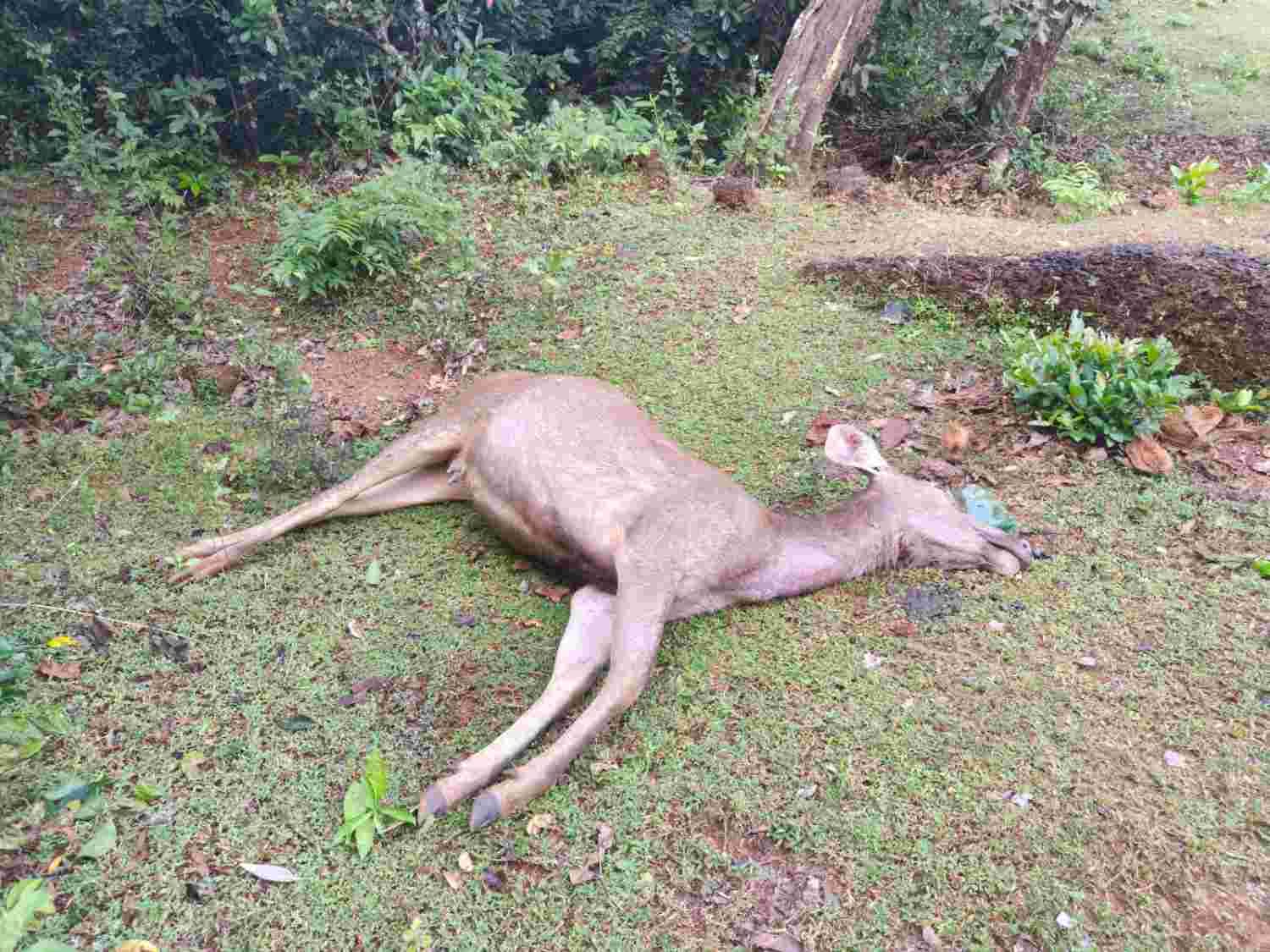 ನಾಡಿಗೆ ನುಗ್ಗಿದ ಚಿರತೆ ಅಟ್ಟಹಾಸ; ಕಡವೆ ಬಲಿ!